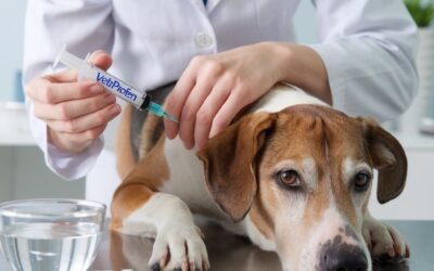 Vetprofen Your Pet’s Ally Against Pain Vetprofen Your Pet's Ally Against Pain